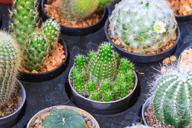 Diverses plantes de cactus dans le jardin