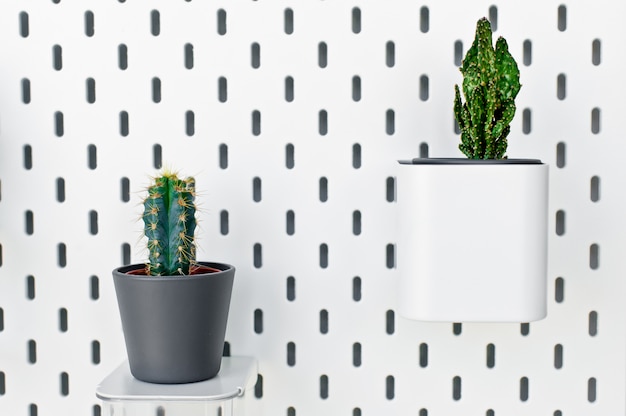 Diverses plantes de cactus dans des pots gris contre un mur blanc