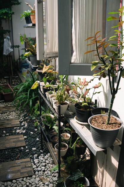 Diverses plantes en pot disposées dans une serre Concept pour les amateurs de plantes Plantes de serre Intérieurs modernes