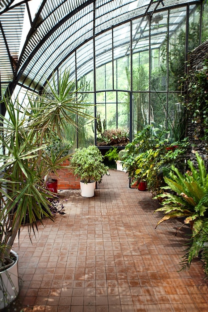 Photo diverses plantes qui poussent à l'intérieur