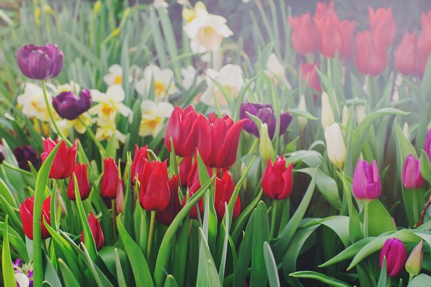 Diverses tulipes colorées en fleurs aux beaux jours dans un jardin soft selective focus