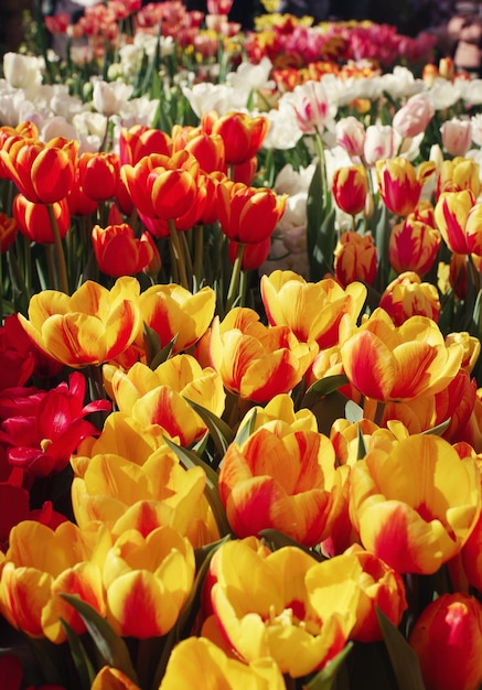 Diverses tulipes colorées en fleurs aux beaux jours dans un jardin soft selective focus