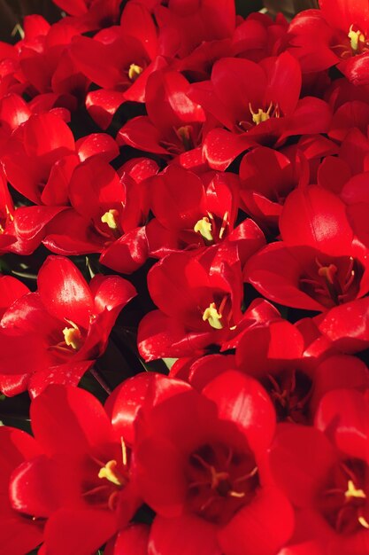 Diverses tulipes colorées en fleurs aux beaux jours dans un jardin soft selective focus