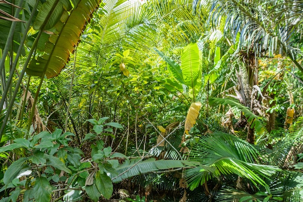 Les diverses végétations, fleurs et arbres de la forêt tropicale du parc Yanoda, ville de Sanya. Île de Hainan, Chine.