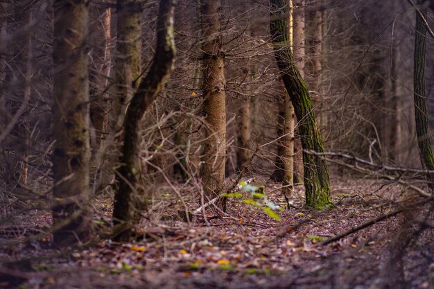 Divine forêt d'automne sombre et dense Étrange forêt sombre et brumeuse