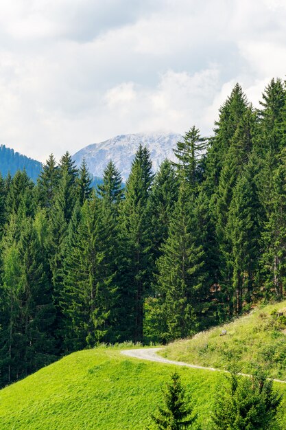 Dobbiaco forêt verte et montagnes