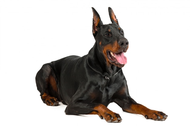 Doberman isolé