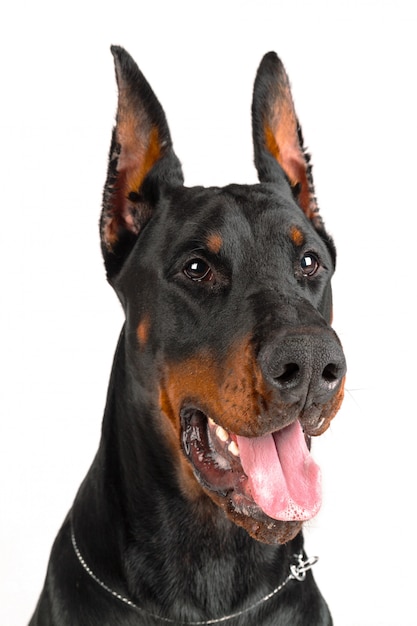 Doberman avec la langue hors de la bouche