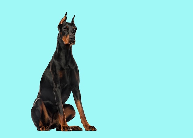 Doberman Pinscher assis isolé sur blanc