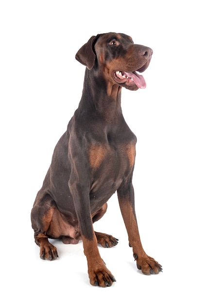 Doberman pinscher