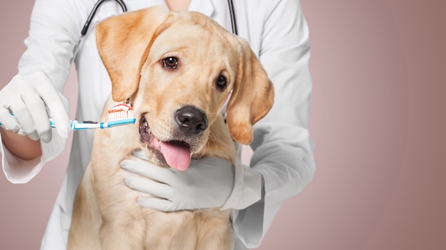 Docteur brossant la dent du chien pour les soins dentaires