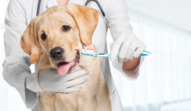 Docteur brossant la dent du chien pour les soins dentaires