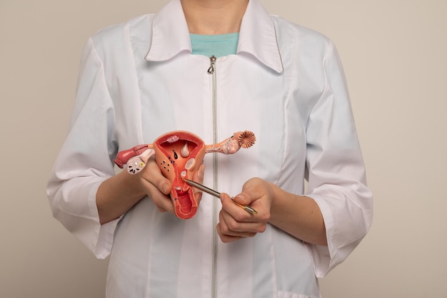 Docteur gynécologue montrant un stylo sur un modèle en plastique de l'utérus et des ovaires en gros plan