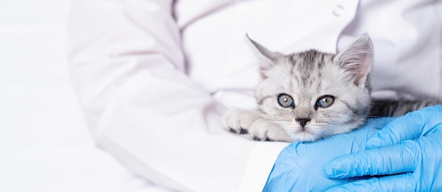 Docteur vétérinaire de bannière avec le petit chaton écossais gris dans ses bras dans la clinique vétérinaire médicale