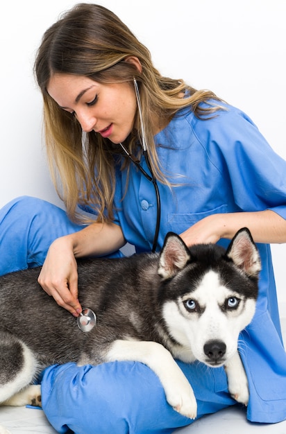 Docteur vétérinaire à la clinique vétérinaire avec un chien Husky sibérien