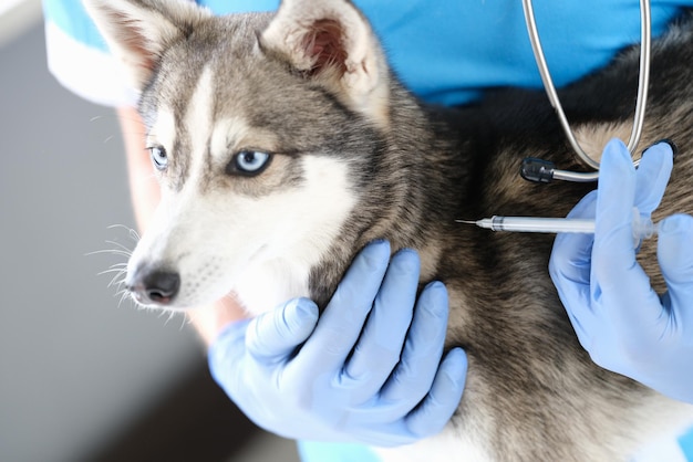 Le docteur vétérinaire dans des gants donne l'injection au plan rapproché de chien