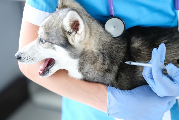 Docteur vétérinaire donnant l'injection au chien dans la clinique