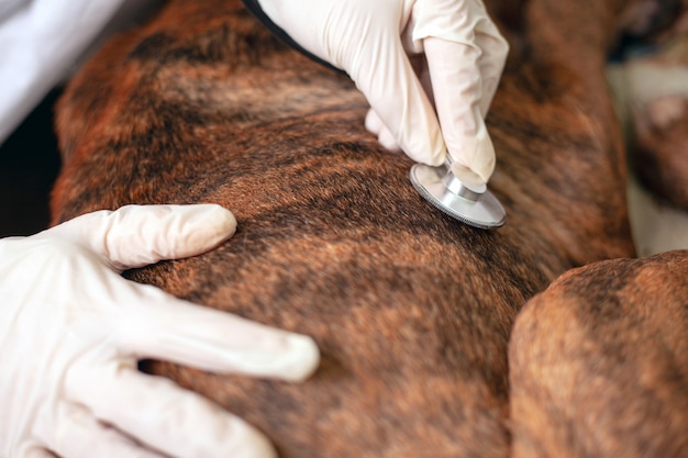 Le docteur vétérinaire écoute un chien malade avec un gros plan de stéthoscope. ambulance pour animaux.