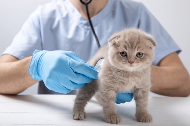 Docteur vétérinaire examine un gros plan de chaton