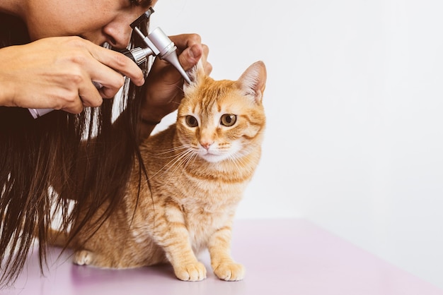 Le docteur vétérinaire fait un contrôle d'un beau chat mignon. Concept vétérinaire.