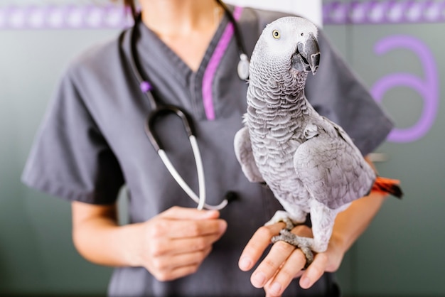 Le docteur vétérinaire fait un contrôle d'un perroquet. Concept vétérinaire.