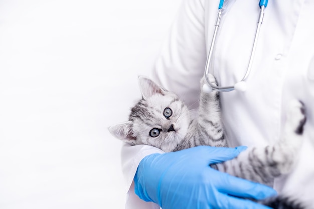 Docteur vétérinaire avec un petit chaton écossais gris dans ses bras dans un espace de copie de la clinique vétérinaire