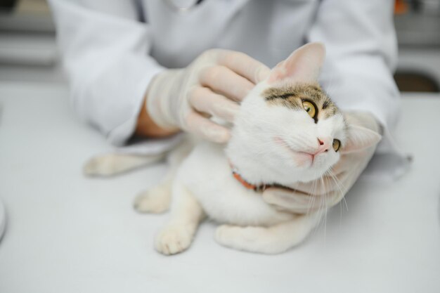 Docteur vétérinaire vérifiant le chat dans une clinique vétérinaire