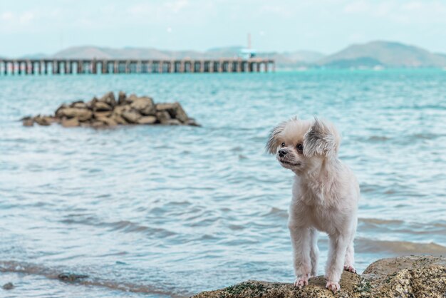 Dog fun fun sur la plage rocheuse lors d'un voyage en mer