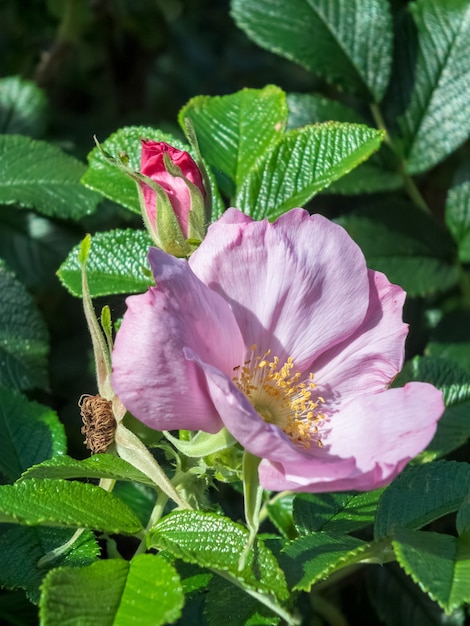 Dog Rose d'ornement cultivé floraison dans un jardin anglais