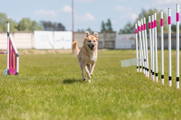 Dog running agility obstacle dog walk avec zone de contact Agilité