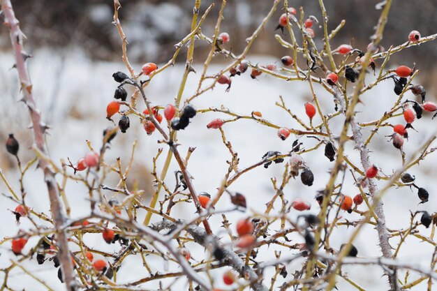 Dogrose avec des fruits rouges en hiver fond enneigé Les avantages de Dogrose