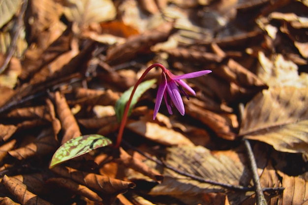 Photo dogtooth violet printemps violet fleur rose dans les bois