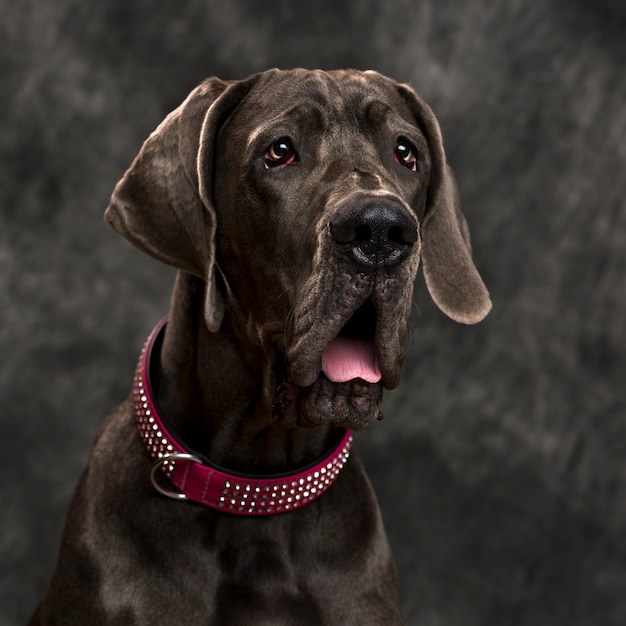 Dogue Allemand devant un mur gris