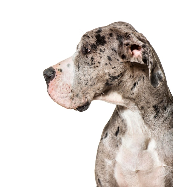 Dogue allemand sur fond blanc