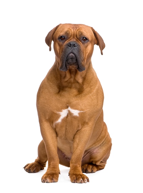 Dogue de Bordeaux à 1 an. Portrait de chien isolé