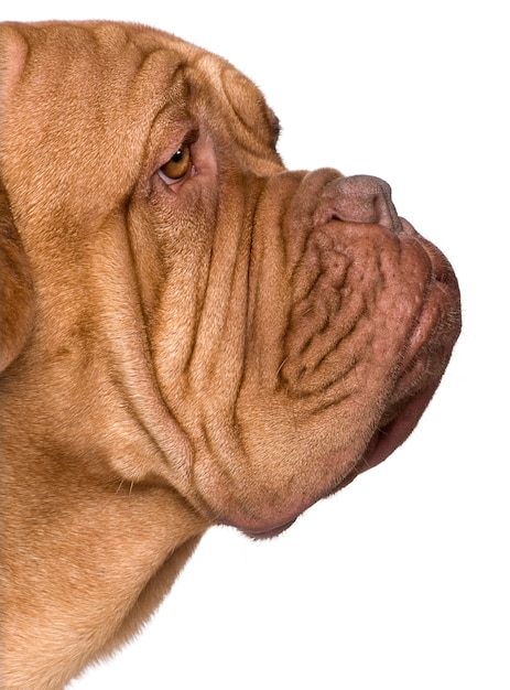 Dogue de Bordeaux à 2 ans. Portrait de chien isolé