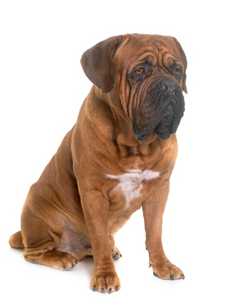 dogue de bordeaux