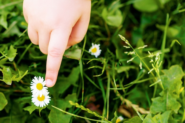 Doigt d'enfant touchant une marguerite blanche.