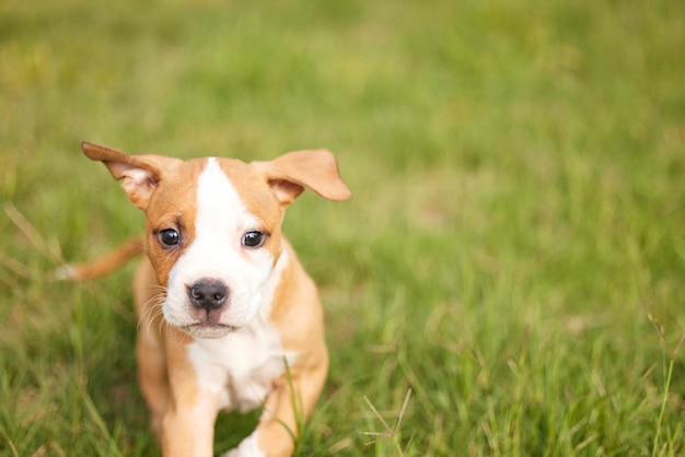 Doit chasser les balles rebondissantes Photo d'un adorable chiot jouant sur de l'herbe