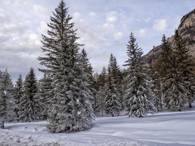 Photo les dolomites de la montagne fanes forêt glacée en hiver panorama