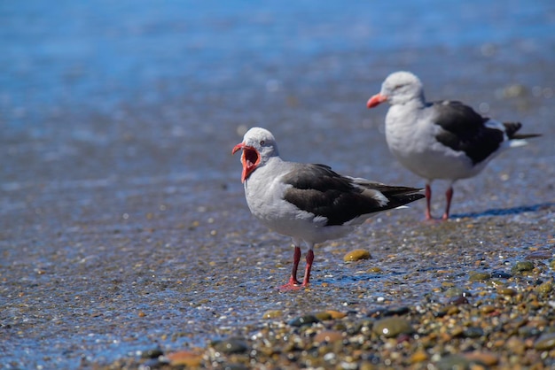 Dolphin Gull dans la plage Patagonie Argentine