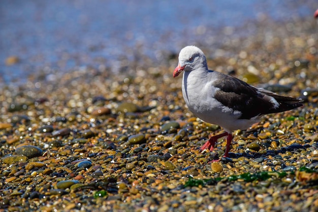 Dolphin Gull dans la plage Patagonie Argentine