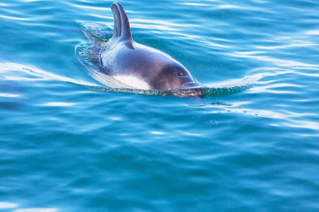 Dolphin