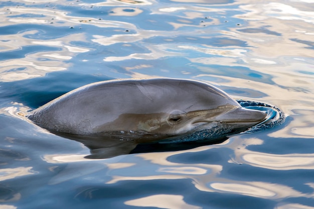 Dolphing souriant portrait en gros plan