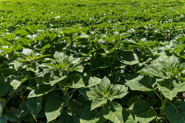 Un domaine agricole avec différentes plantations