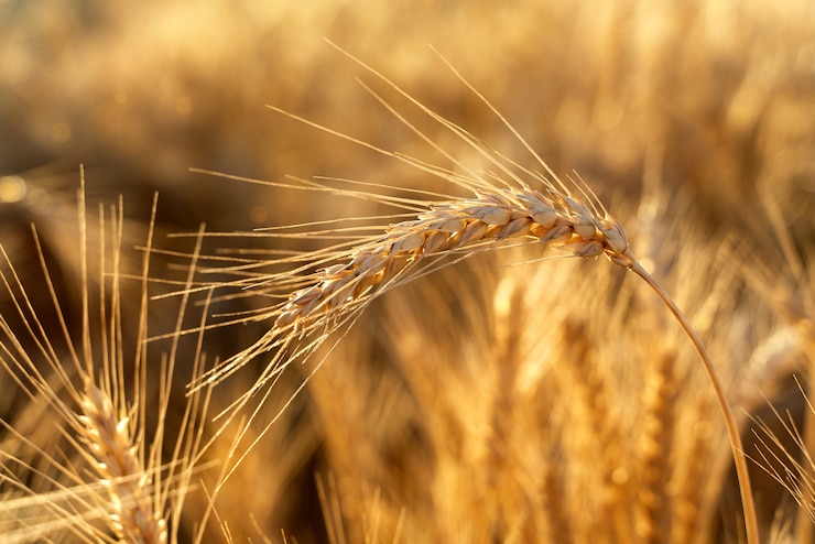 Photo domaine agricole. épis de blé mûrs sur le fond du coucher du soleil.