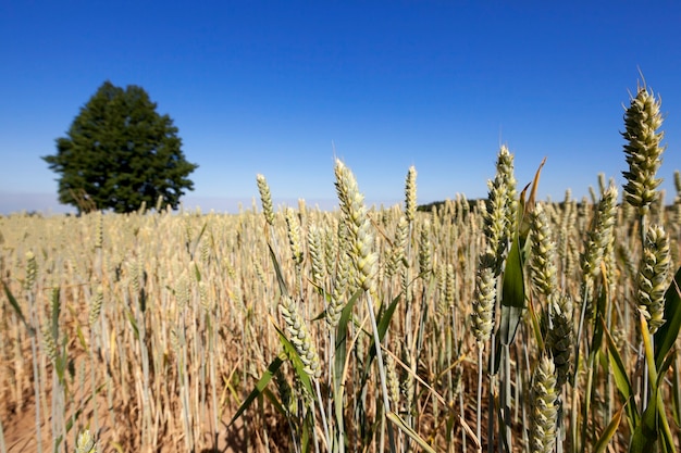 Domaine agricole sur lequel grandissent les céréales blé, Biélorussie, céréales mûres et jaunies, petite profondeur de champ