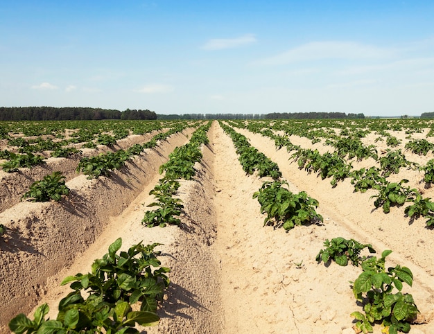 Domaine agricole sur lequel pousse des pommes de terre vertes l'heure d'été