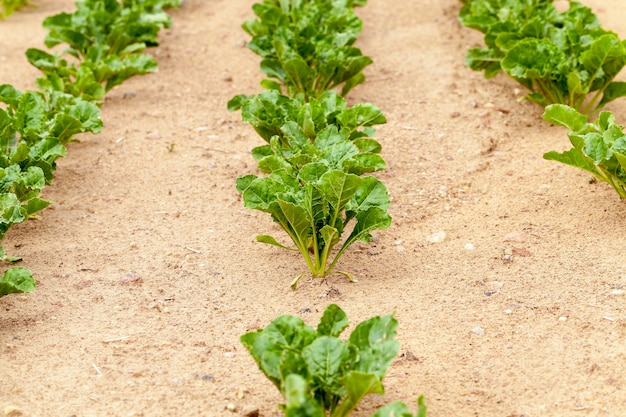 Domaine agricole sur lequel poussent des betteraves pour la production de sucre, la betterave à sucre