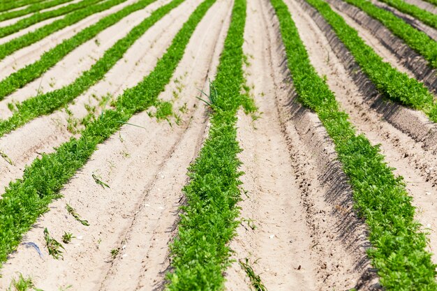 Domaine agricole sur lequel poussent des carottes. carottes végétales vertes